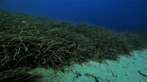 Marine Environmental Infrastructure